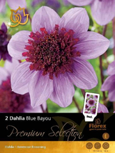 Dahlia Blue Bayou - Dahlie
