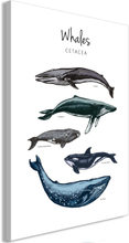 Billede - Whales Lodret 40 x 60 cm