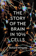The Story Of The Brain In 101/2 Cells
