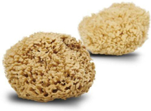 Cocoon Company Honeycomb Wool svamp 13-14 cm