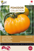 Fleischtomate Grappa Gialla Brandywine Yellow - Pomodori Collection