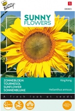 Sonnenblumen King Kong - Sunny Flowers