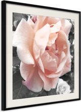 Plakat - Delicate Rose - 20 x 20 cm - Sort ramme med passepartout