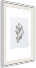 Plakat - Ginger Rhizome - 40 x 60 cm - Hvid ramme med passepartout