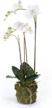 Emerald Kunstig phalaenopsis orkidé 70 cm hvit