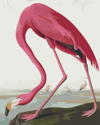 Malen nach Zahlen - Rosa Flamingo von Birds of America von John James Audubon, mit Rahmen