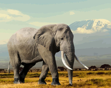 Malen nach Zahlen - Elefant in den Bergen, ohne Rahmen