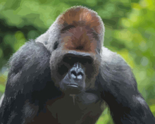 Malen nach Zahlen - Silberrücken Gorilla, mit Rahmen