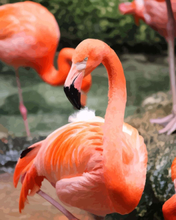 Malen nach Zahlen - Flamingo nah, ohne Rahmen