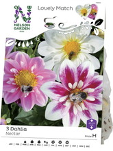 Vårlök Nelson Garden Dahlia Nectar Lovely Match Mix