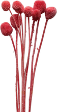 Dried Flowers Golden Ball Red Home Decoration Dried Flowers Rød Cooee Design*Betinget Tilbud