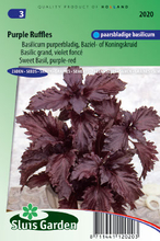 Basilienkraut Purple Ruffles - Ocimum Basilicum