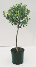 Olivträd på stam, 95-105 cm