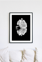 Posterworld - Motiv White Rose - 50 x 70 cm