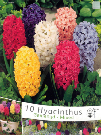 Hyazinthen Phantasie Mischung - Hyacinthus