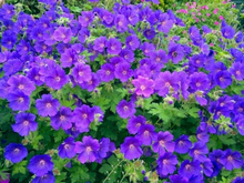 Storchschnabel Johnson's Blue - Geranium (Sechserpack)