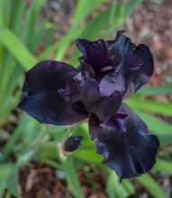 Deutsche Schwertlilie Black Knight - Iris Germanica