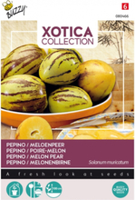 Pepino Melonenbirne - Xotica Collection