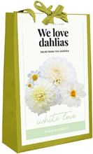 We Love Dahlias - White Love