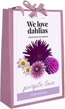 We Love Dahlias - Purple Love