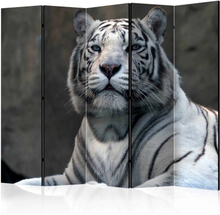 Skærmvæg Bengali tiger in zoo II