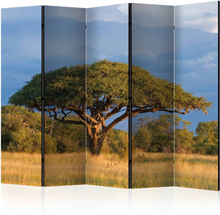 Skærmvæg African acacia tree, Hwange National Park, Zimbabwe II