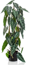 Emerald Konstväxt Alocasia i kruka 75 cm