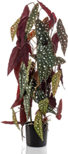 Emerald Konstväxt Begonia Maculata i kruka 75 cm