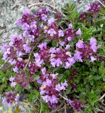 Thymus praecox Purple Beauty - Thymian